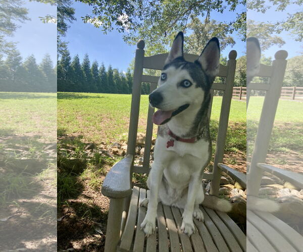Medium Photo #9 Siberian Husky Puppy For Sale in Cumming, GA, USA