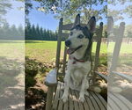Small #8 Siberian Husky