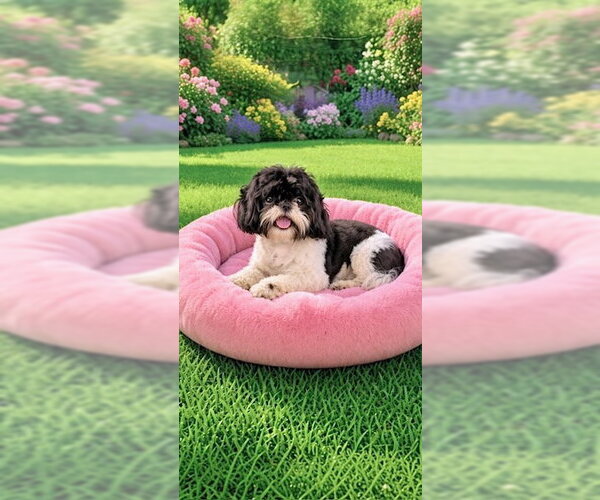 Medium Photo #2 Shih Tzu Puppy For Sale in Weston, FL, USA