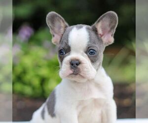French Bulldog Puppy for sale in HONEY BROOK, PA, USA