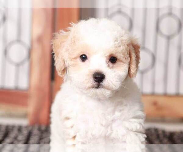 Medium Photo #2 Poochon Puppy For Sale in NAPLES, FL, USA
