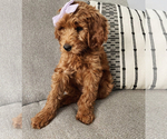 Small Photo #2 Poodle (Standard) Puppy For Sale in SAN BERNARDINO, CA, USA