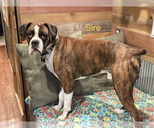 Medium Photo #1 Boxer Puppy For Sale in LUCAS, IA, USA