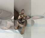 Puppy Puppy 3 French Bulldog
