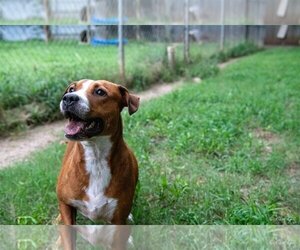 American Pit Bull Terrier-Unknown Mix Dogs for adoption in Shreveport, LA, USA