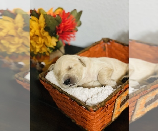 Medium Photo #8 Golden Retriever Puppy For Sale in WEBB CITY, MO, USA