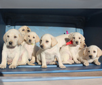 Small Photo #2 Labrador Retriever Puppy For Sale in RONKS, PA, USA