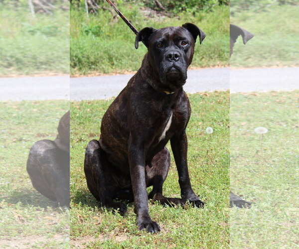 Medium Photo #2 Boxer-Unknown Mix Puppy For Sale in Prattville, AL, USA