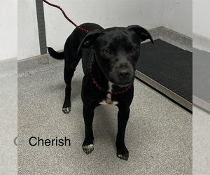 Mutt Dogs for adoption in Palmetto, FL, USA