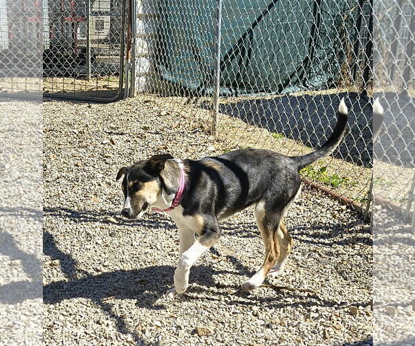 Medium Photo #3 Jack Russell Terrier-Unknown Mix Puppy For Sale in Stover, MO, USA