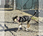 Small #2 Jack Russell Terrier Mix