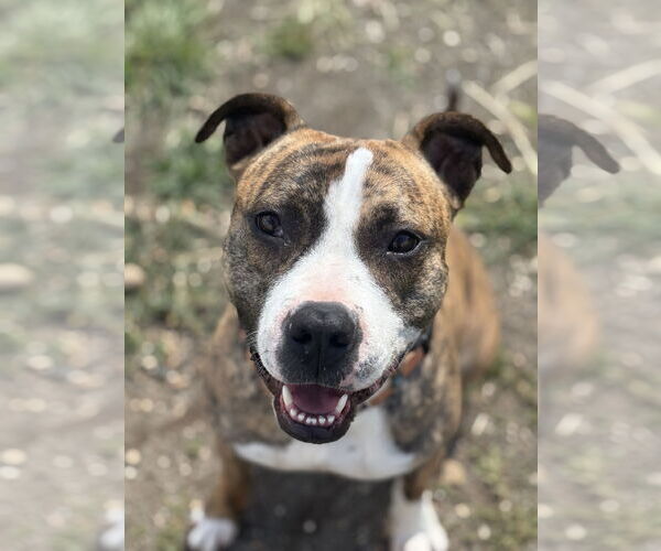 Medium Photo #6 Staffordshire Bull Terrier-Unknown Mix Puppy For Sale in Chico, CA, USA