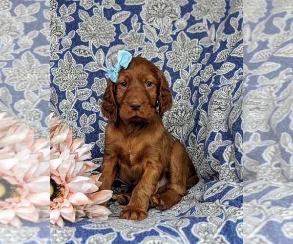 Medium Photo #1 Irish Setter Puppy For Sale in QUARRYVILLE, PA, USA