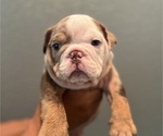 Small Photo #3 Bulldog Puppy For Sale in MERCED, CA, USA