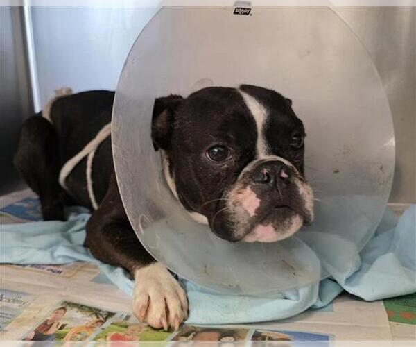 Medium Photo #1 Boston Terrier-Unknown Mix Puppy For Sale in San Antonio, TX, USA
