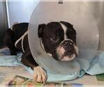 Small Boston Terrier Mix