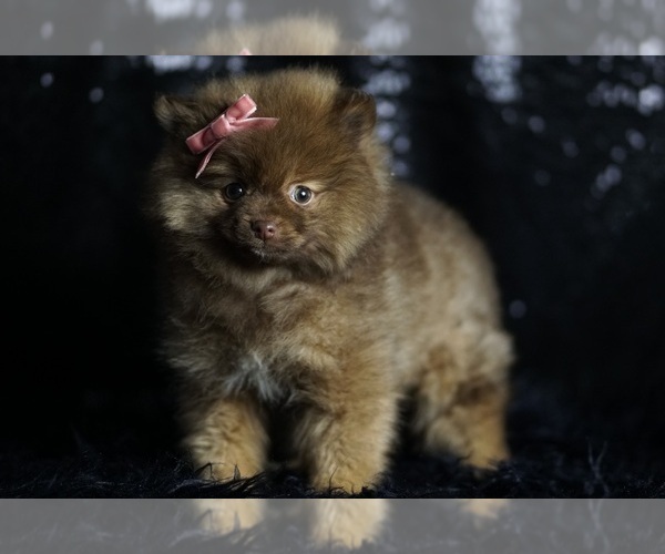 Medium Photo #97 Pomeranian Puppy For Sale in WARSAW, IN, USA