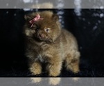Small Photo #97 Pomeranian Puppy For Sale in WARSAW, IN, USA