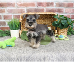 Small #5 Schnauzer (Miniature)