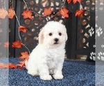 Small #3 Bichpoo