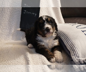 Bernedoodle Puppy for sale in DUNDEE, OH, USA