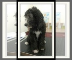 Small Photo #18 Sheepadoodle Puppy For Sale in RIALTO, CA, USA