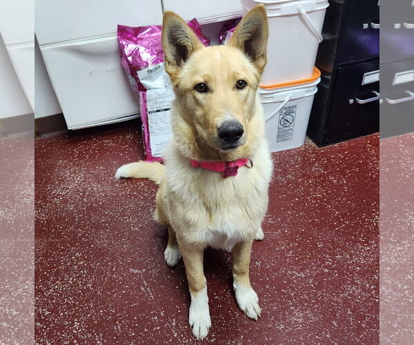 Medium Photo #19 Mutt Puppy For Sale in Fargo, ND, USA