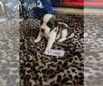 Puppy Mikey Saint Bernard