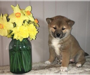 Shiba Inu Puppy for sale in FREDERICKSBG, OH, USA