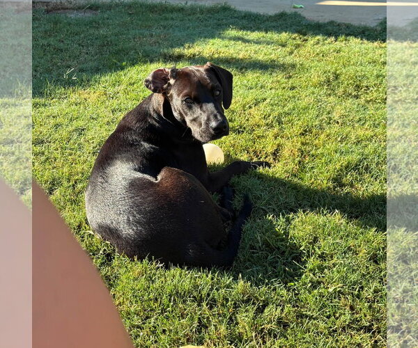 Medium Photo #2 Mutt Puppy For Sale in Greenville, SC, USA