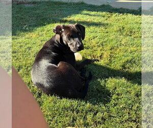 Nero - Male Mutt Dog for Adoption - Photo #2