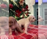 Small Photo #9 Goldendoodle Puppy For Sale in FLOWERY BRANCH, GA, USA