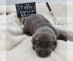 Small Photo #2 Labrador Retriever Puppy For Sale in PIEDMONT, SD, USA
