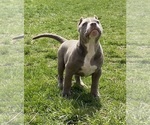 Small Photo #4 American Bully Puppy For Sale in MONROE, MI, USA