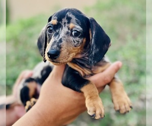 Dachshund Puppy for sale in COOLIDGE, AZ, USA
