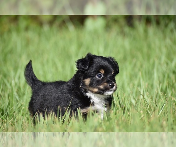 Medium Photo #3 Miniature Australian Shepherd Puppy For Sale in PALM COAST, FL, USA