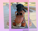 Sara - Female YorkiePoo-Yorkshire Terrier Mix Puppy for Sale - Photo #3