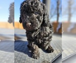 Small Photo #4 Poodle (Miniature) Puppy For Sale in INDIAHOMA, OK, USA