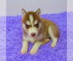 Small Photo #4 Siberian Husky Puppy For Sale in NEW HAVEN, IN, USA