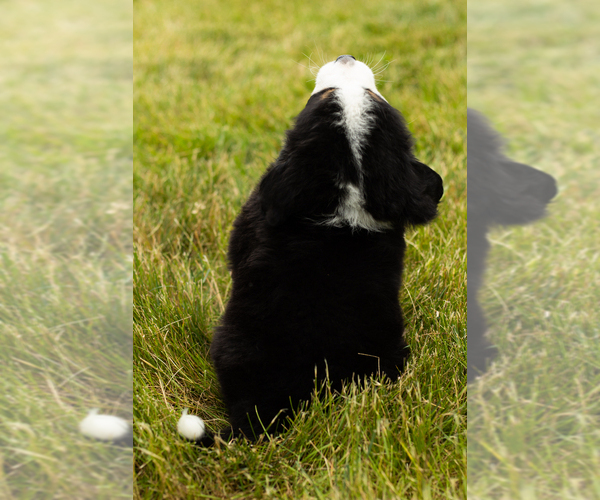 Medium Photo #9 Bernese Mountain Dog Puppy For Sale in SHIPSHEWANA, IN, USA