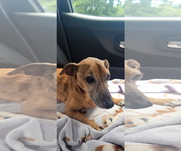 Medium Photo #3 Chiweenie Puppy For Sale in Rural Hall, NC, USA