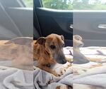 Small #2 Chiweenie