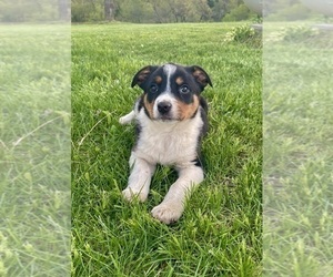 Texas Heeler Puppy for sale in HILLSBORO, WI, USA