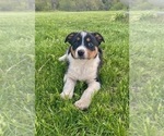 Small Photo #1 Texas Heeler Puppy For Sale in HILLSBORO, WI, USA