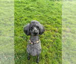 Small Photo #2 Poodle (Standard) Puppy For Sale in Sequim, WA, USA