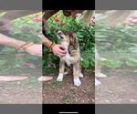 Small #7 Bernese Mountain Dog-Caucasian Shepherd Dog Mix