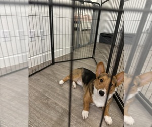 Pembroke Welsh Corgi Puppy for sale in FORT WORTH, TX, USA