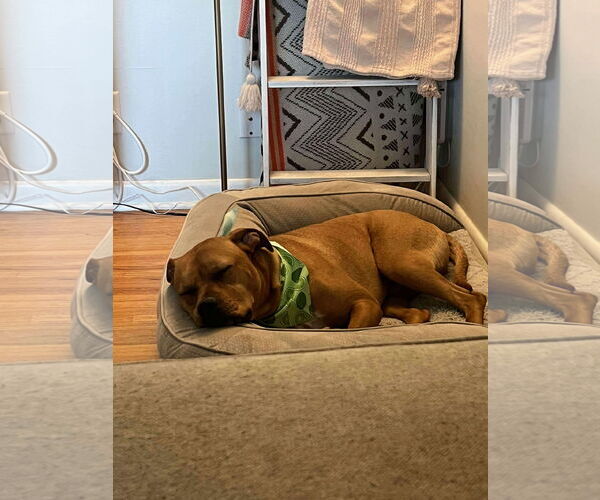 Medium Photo #2 Labrador Retriever-Unknown Mix Puppy For Sale in Minneapolis, MN, USA