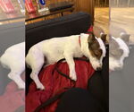 Small #7 Jack Russell Terrier