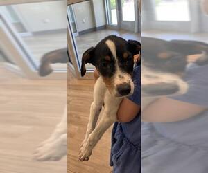 Labrador Retriever-Unknown Mix Dogs for adoption in Pearland, TX, USA